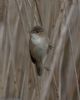 Reed Warbler at Wallasea Island (RSPB) (Jeff Delve) (47955 bytes)