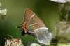 White-letter Hairstreak at Benfleet Downs (Richard Howard) (62213 bytes)