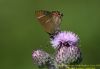 White-letter Hairstreak at Benfleet Downs (Richard Howard) (51024 bytes)