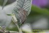 Purple Hairstreak at Benfleet Downs (Richard Howard) (56571 bytes)