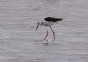 Black-winged Stilt at Wallasea Island (RSPB) (Vince Kinsler) (189116 bytes)