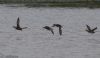 Garganey at Vange Marsh (RSPB) (Jeff Delve) (47494 bytes)
