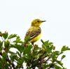 Yellow Wagtail at Bowers Marsh (RSPB) (Graham Oakes) (82279 bytes)