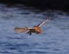 Barn Owl at Wallasea Island (RSPB) (Vince Kinsler) (53494 bytes)