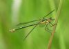 Scarce Emerald Damselfly at Bowers Marsh (RSPB) (Graham Oakes) (33942 bytes)