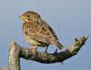 Corn Bunting at Bowers Marsh (RSPB) (Graham Oakes) (60698 bytes)