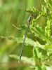 Willow Emerald Damselfly at Bowers Marsh (RSPB) (Graham Oakes) (62125 bytes)