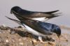 House Martin at Gunners Park (Vince Kinsler) (62401 bytes)