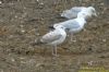 Caspian Gull at Private site with no public access (Richard Howard) (138694 bytes)