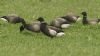 Black Brant at Wallasea Island (RSPB) (Steve Arlow) (57776 bytes)