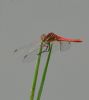 Red-veined Darter at West Canvey Marsh (RSPB) (Graham Oakes) (46535 bytes)