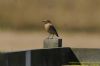Wheatear at Wallasea Island (RSPB) (Richard Howard) (31791 bytes)