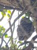 Little Owl at Canewdon (Jeff Delve) (70169 bytes)