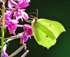 Brimstone at Belfairs N.R. (Graham Oakes) (95726 bytes)