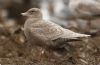 Glaucous Gull at Private site with no public access (Steve Arlow) (172795 bytes)