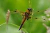 Four-spotted Chaser at Benfleet Downs (Richard Howard) (42830 bytes)