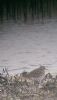 Wood Sandpiper at Vange Marsh (RSPB) (Neil Chambers) (45804 bytes)