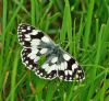 Marbled White at Canvey Way (Graham Oakes) (100564 bytes)