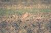 Cream-coloured Courser at Hadleigh Marshes (Richard Howard) (157704 bytes)