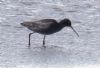 Spotted Redshank at Lower Raypits (Jeff Delve) (90111 bytes)