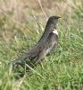 Ring Ouzel at Bowers Marsh (RSPB) (Graham Oakes) (125689 bytes)