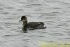 Black-necked Grebe at Bowers Marsh (RSPB) (Richard Howard) (67971 bytes)