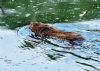 Northern Water Vole at Bowers Marsh (RSPB) (Graham Oakes) (103064 bytes)