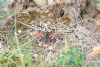 Peacock Butterfly at Canvey Wick (Jeff Delve) (116321 bytes)