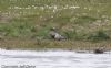 Garganey at Lower Raypits (Jeff Delve) (66183 bytes)