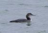 Great Northern Diver at Southend Pier (Vince Kinsler) (42263 bytes)