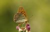 Silver-washed Fritillary at Belfairs Great Wood (Steve Arlow) (33978 bytes)