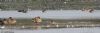 Garganey at Vange Marsh (RSPB) (Jeff Delve) (41033 bytes)