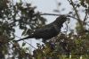 Ring Ouzel at Gunners Park (Richard Howard) (80695 bytes)