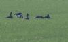Lesser White-fronted Goose at Wallasea Island (RSPB) (Jeff Delve) (60256 bytes)