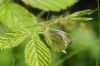 Green-veined White at Belfairs N.R. (Richard Howard) (63370 bytes)