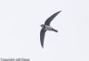 Alpine Swift at Hadleigh Downs (Jeff Delve) (13417 bytes)
