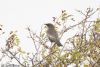 Ring Ouzel at Gunners Park (Jeff Delve) (79485 bytes)