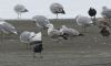Caspian Gull at Wat Tyler Country Park (Steve Arlow) (171518 bytes)