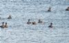 Red-breasted Goose at South Fambridge (Paul Baker) (87408 bytes)