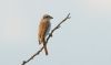 Red-backed Shrike at West Canvey Marsh (RSPB) (Steve Arlow) (18791 bytes)