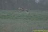 Short-eared Owl at Wallasea Island (RSPB) (Richard Howard) (69723 bytes)