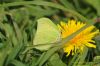Brimstone at Wat Tyler Country Park (Richard Howard) (104927 bytes)