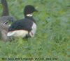 Black Brant at Paglesham Lagoon (Steve Arlow) (64641 bytes)