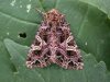 Butterflies and Moths at Rayleigh Mount (Mike Bailey) (40186 bytes)