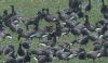Red-breasted Goose at Wallasea Island (RSPB) (Jeff Delve) (78188 bytes)
