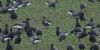 Red-breasted Goose at Wallasea Island (RSPB) (Jeff Delve) (62631 bytes)