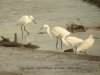 Little Egret at Potton Creek (Steve Arlow) (95519 bytes)