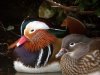 Mandarin Duck at Southchurch Hall Park (Steve Arlow) (23545 bytes)